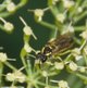 Echte Blattwespe image-89605