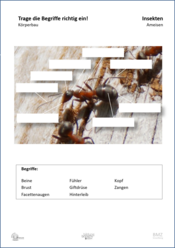 ABL_Insekten_Ameisen_Koerperbau