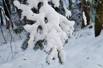 immergrüne Nadeln im Winter