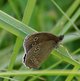Schornsteinfeger image-89766