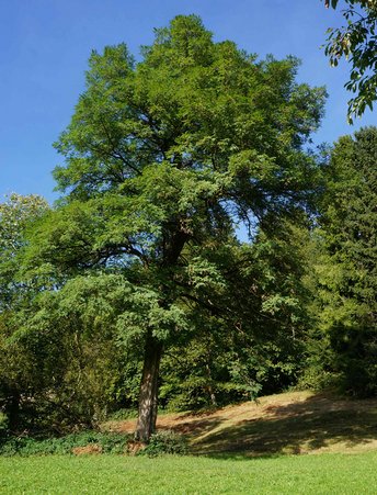 Robinie-Baum