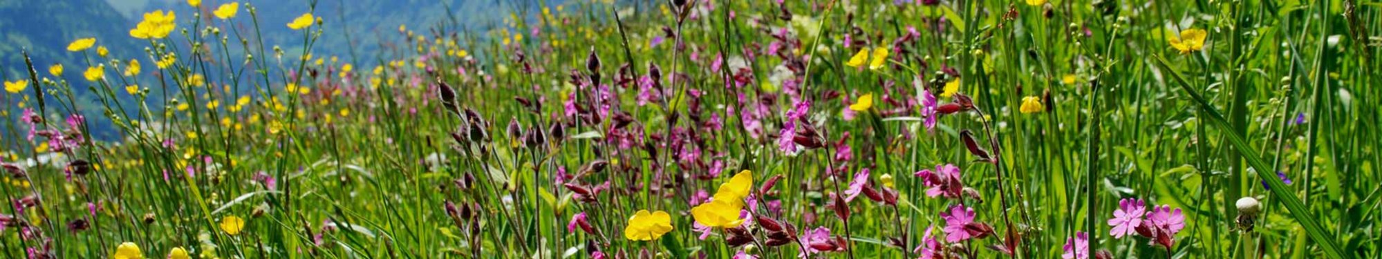 Layerslider-Geschuetzte-Landschaft-Pflanzen-Blumen-Alpenwiese-Au-wg-2017-_5_