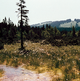 image-67732