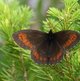 Gelbgefleckter Mohrenfalter image-89721