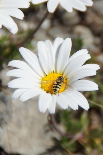 Blumen-Alpenmargeriten-Montafon-Versallspitze-Wiegensee-wg-2019-_6_-webbearb