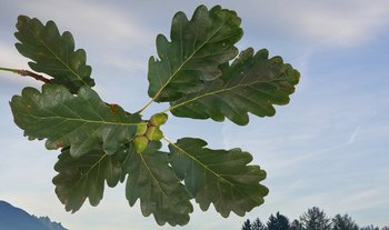 Eiche-HHH-Blatt
