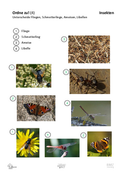 ABL_Insekten_Allgemein_Ordne_zu_4