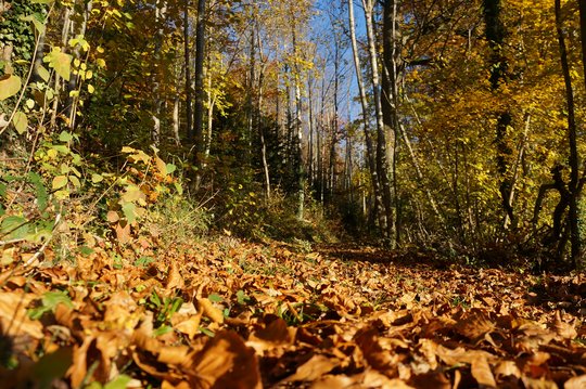 12. Laubwald