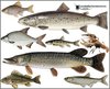 Bild_Fischlehrpfad_02