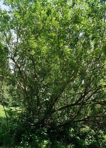 Weide-Baum