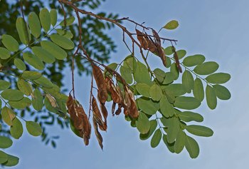 Robinie-Blatt