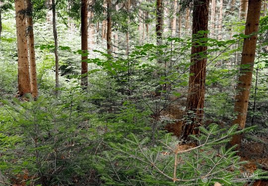 01. Wald