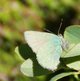 Zipfelfalter image-89734