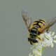 Gemeine Doldenschwebfliege image-89618