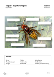 ABL_Insekten_Hornissen_Koerperbau