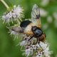 Gemeine Waldschwebfliege image-89623