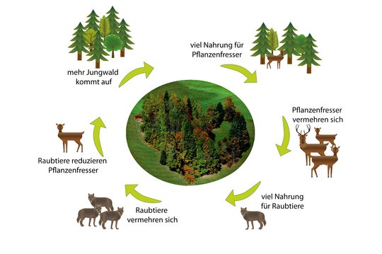 14. Wald und Wild