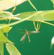Wiesenschnake image-89646