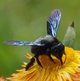 Blaue Holzbiene image-89578