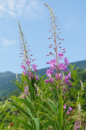 UHVf18_38-DSC02042-Waldweidenroeschen-ferial-2014-webbearb
