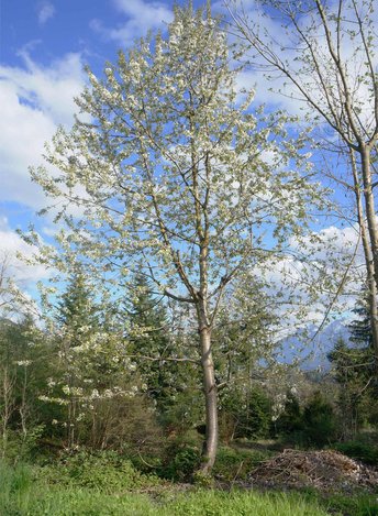 Wildkirsche4-Baum