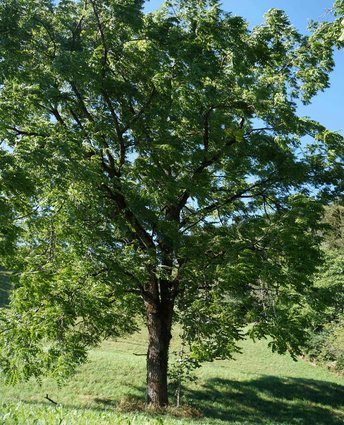 Schwarznuss-Baum