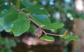 Buche-HHH-Blatt