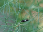 Raupe (sehr klein) image-89877