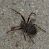 Spaltenkreuzspinne image-89821