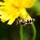 Dolden-Frühlingsschwebfliege image-89649