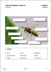ABL_Insekten_Wespen_Koerperbau