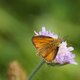 Rostfarbiger Dickkopffalter image-89746