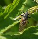 Gewürfelte Tanzfliege image-89639
