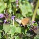 Taubenschwänzchen image-89764
