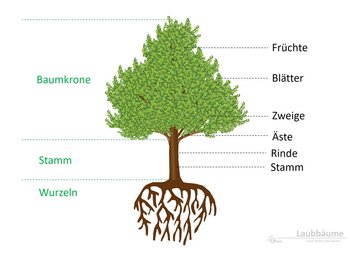 05b. Laubbäume - Aufbau