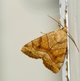 Trapezeule image-89754