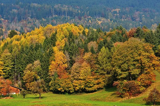 13. Mischwald
