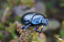Blauer Rosenkäfer Blauer Rosenkäfer