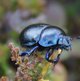 Blauer Rosenkäfer image-89671