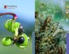 Bild_Neobiota