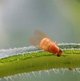 Zitzengallenfliege image-89640