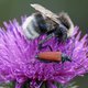 Blutroter Halsbock mit Waldkuckuckshummel image-89686