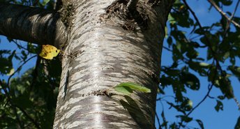 Wildkirsche4-Stamm