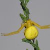 Veränderliche Krabbenspinne (weiblich) image-89823