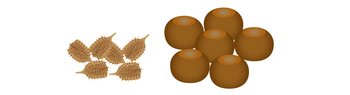 Baeume-Fruechte-Nadeln-Kastanien-Bucheckern-quer-webbearb