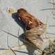Ampfer-Wurzelbohrer (oben) image-89745