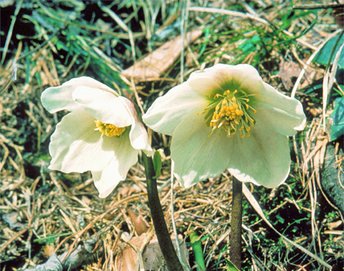 UHVf18_17-2-Schneerose-webbearb-2
