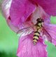 Gemeine Zartschwebfliege image-89627