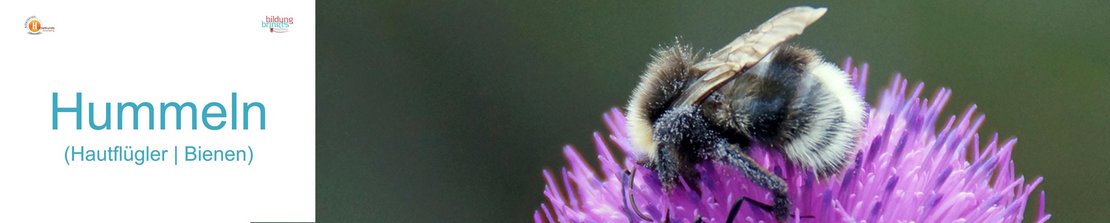 110_Hummeln_Bienen-Panorama