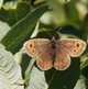 Rundaugen-Mohrenfalter image-89720